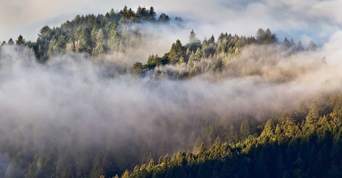 Save the Redwoods League Annual Report