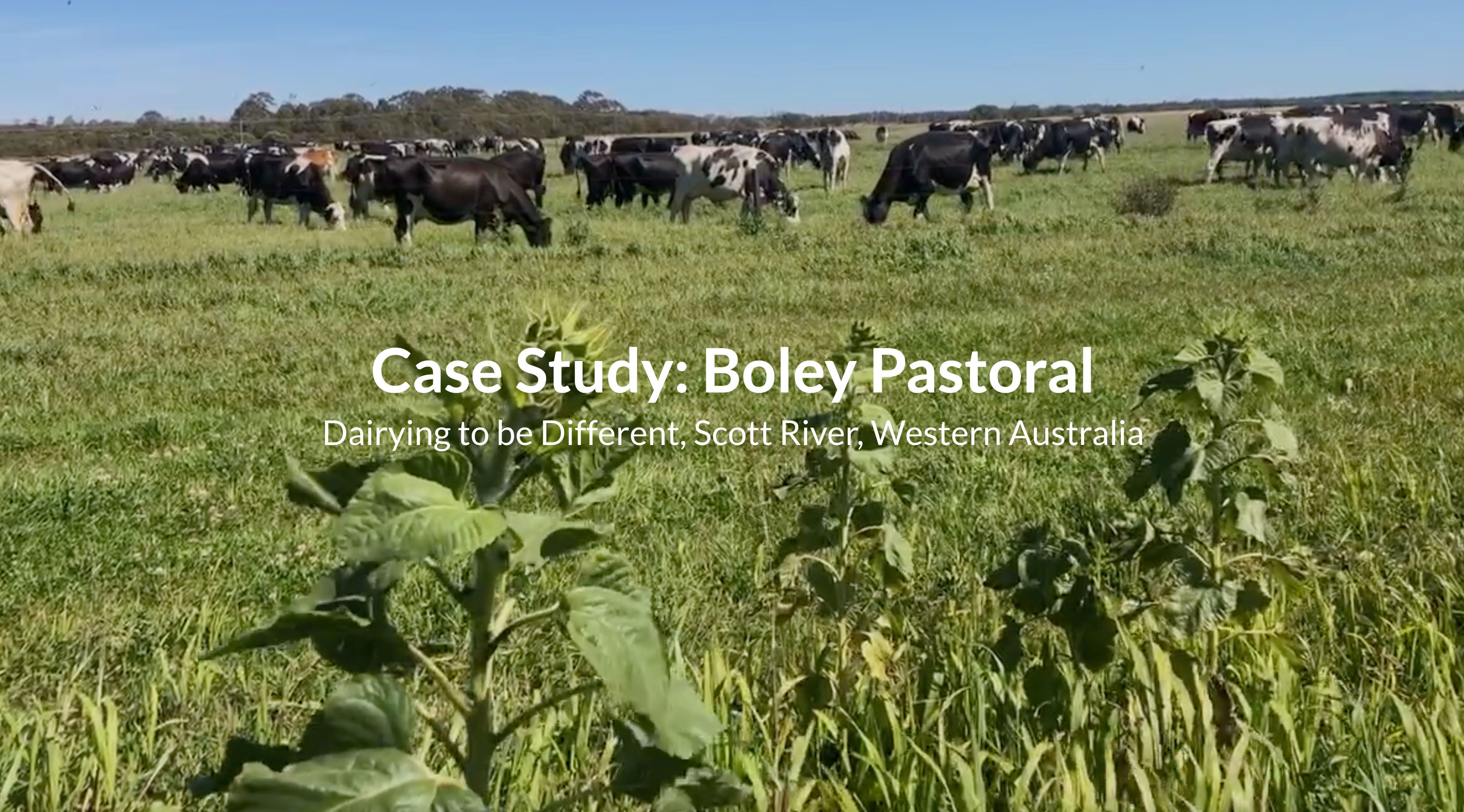Cows eat in a green pasture. Text reads 'Case study: Boley Pastoral'.