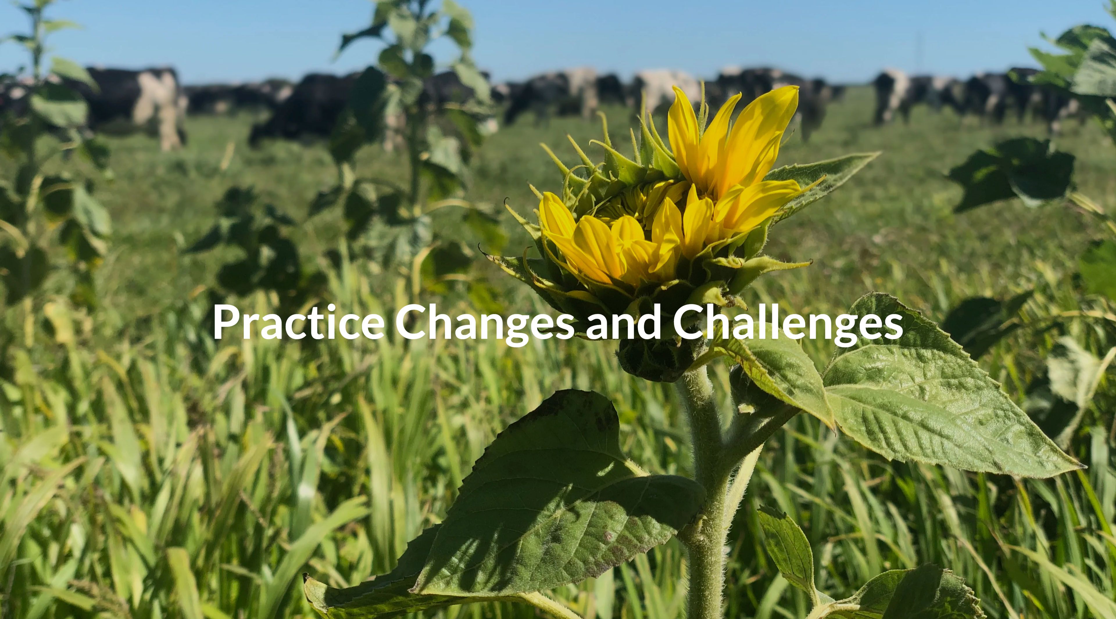 A sunflower in a green field. Foreground copy reads: Practice Changes and Challenges