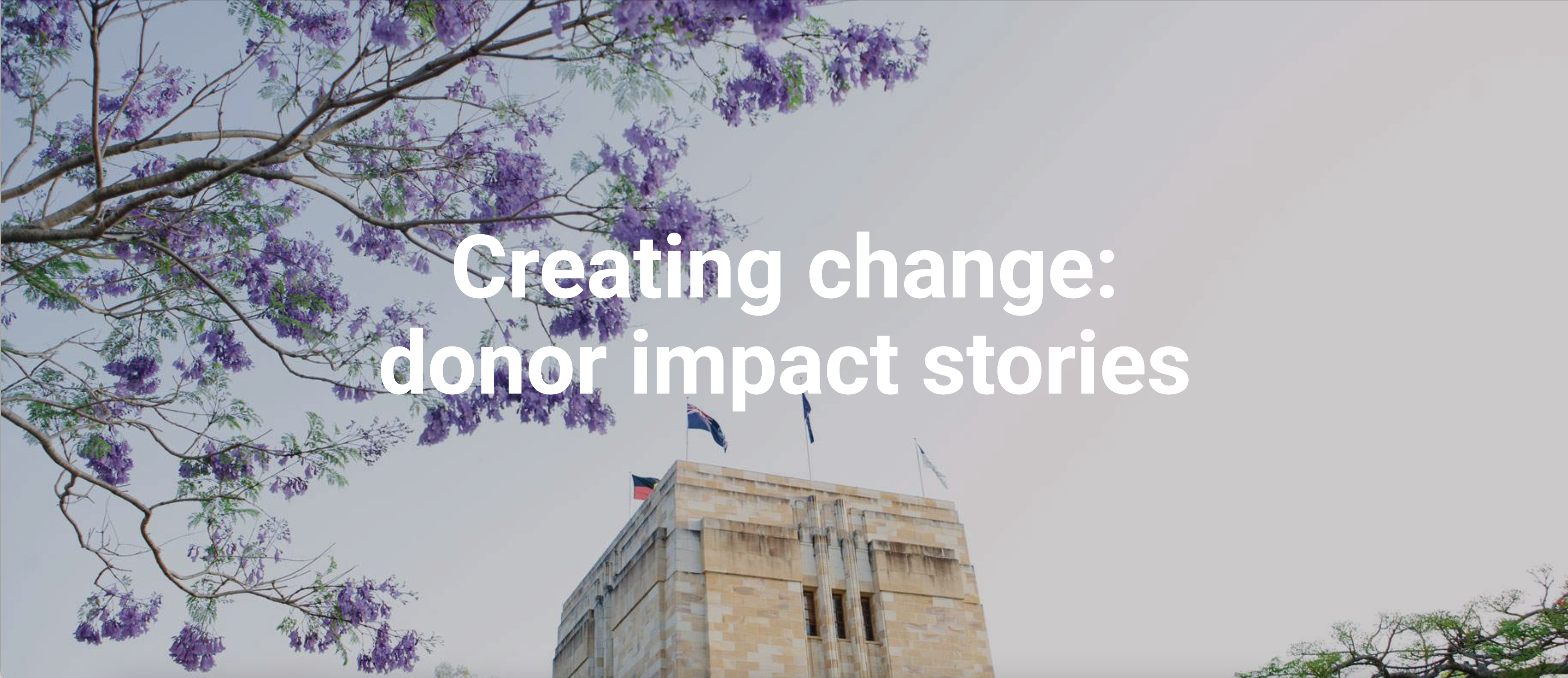 A tall tree with purple blossoms photographed in front of a university building.
