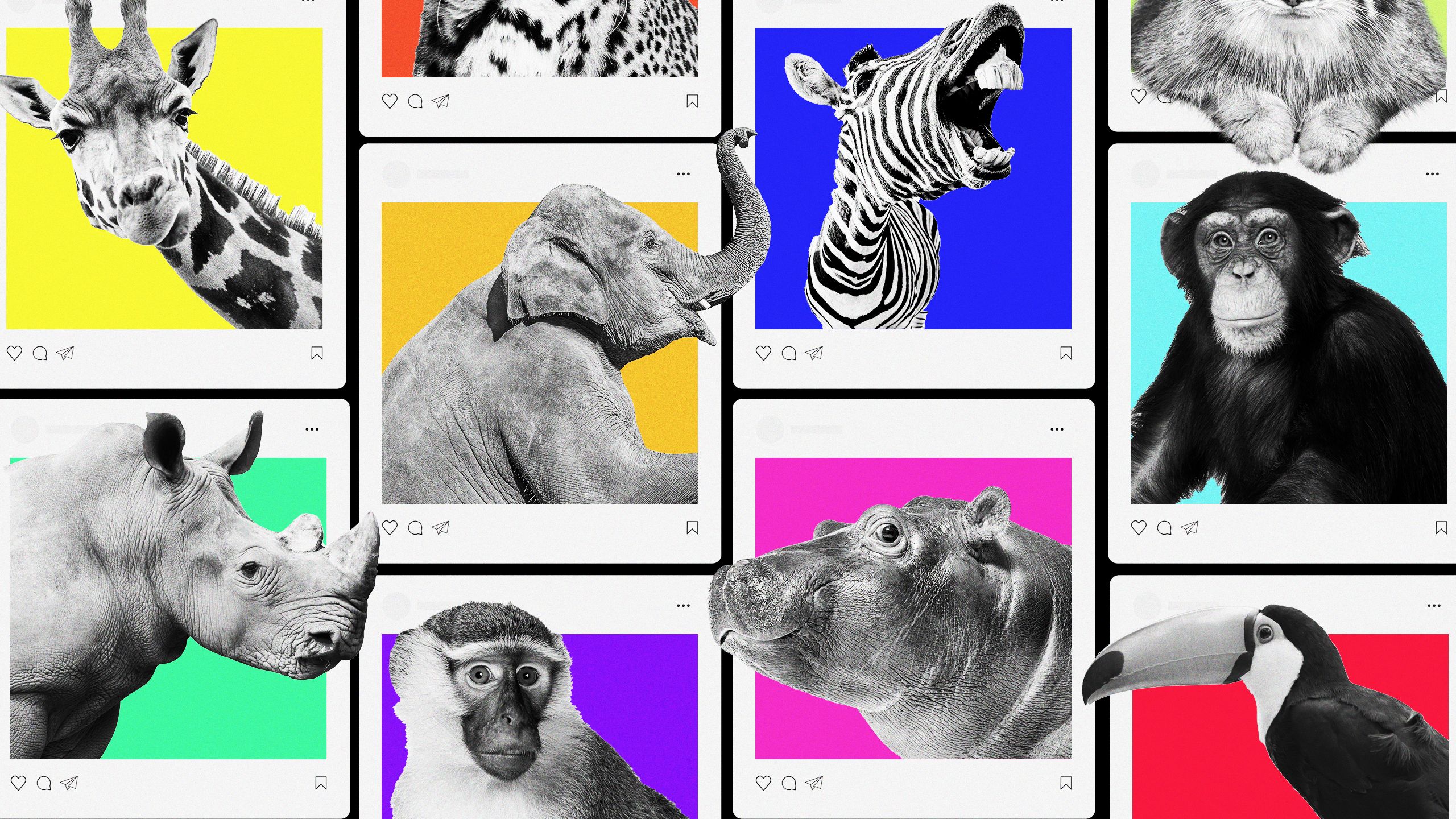 A series of zoo animal faces in social media posts.