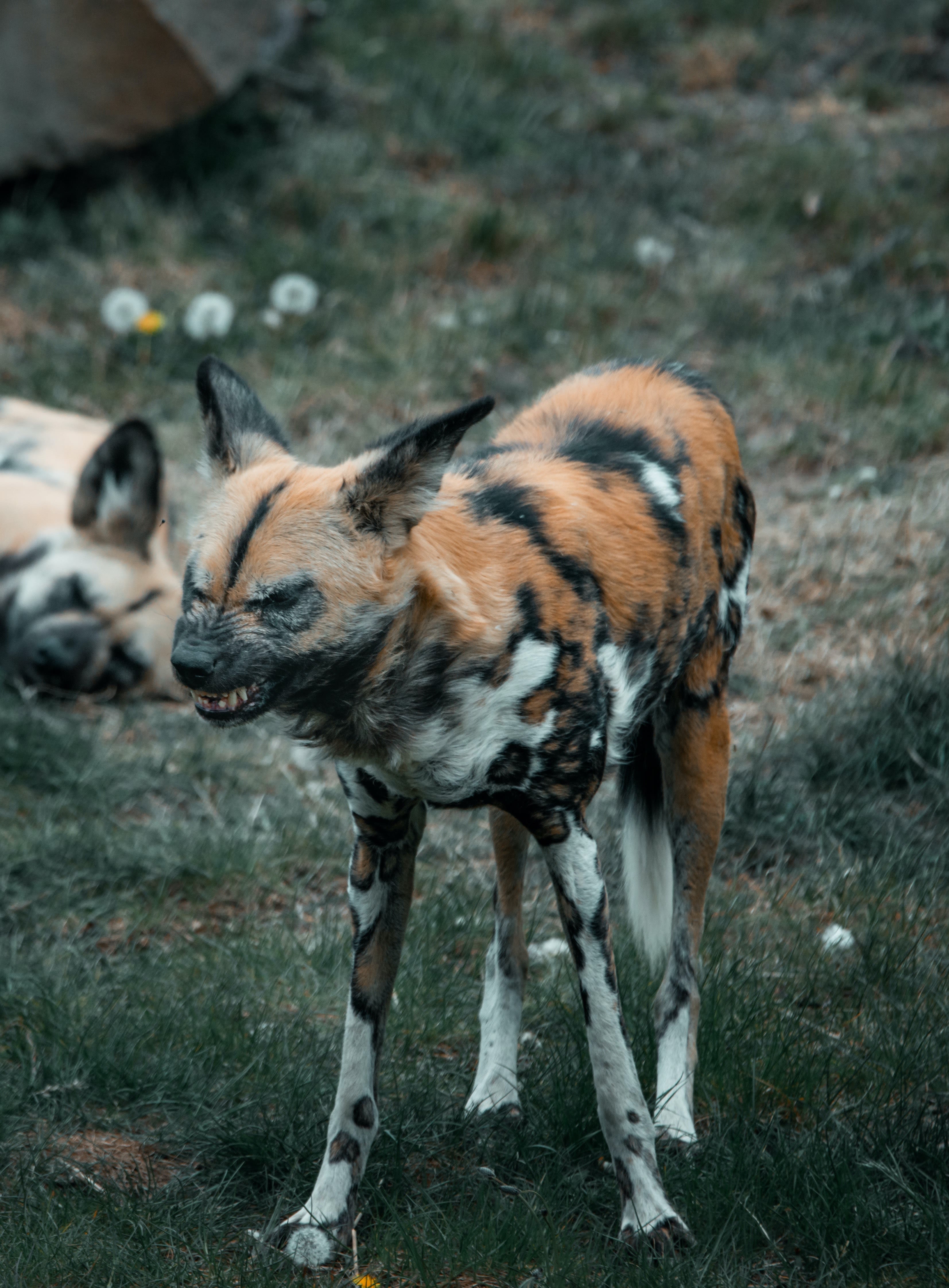 A snarling African wild dog, with mottled orange, black and white fur. The photo is interposed on a larger, full-screen image of another wild dog standing in a field so dark green that it almost looks grey