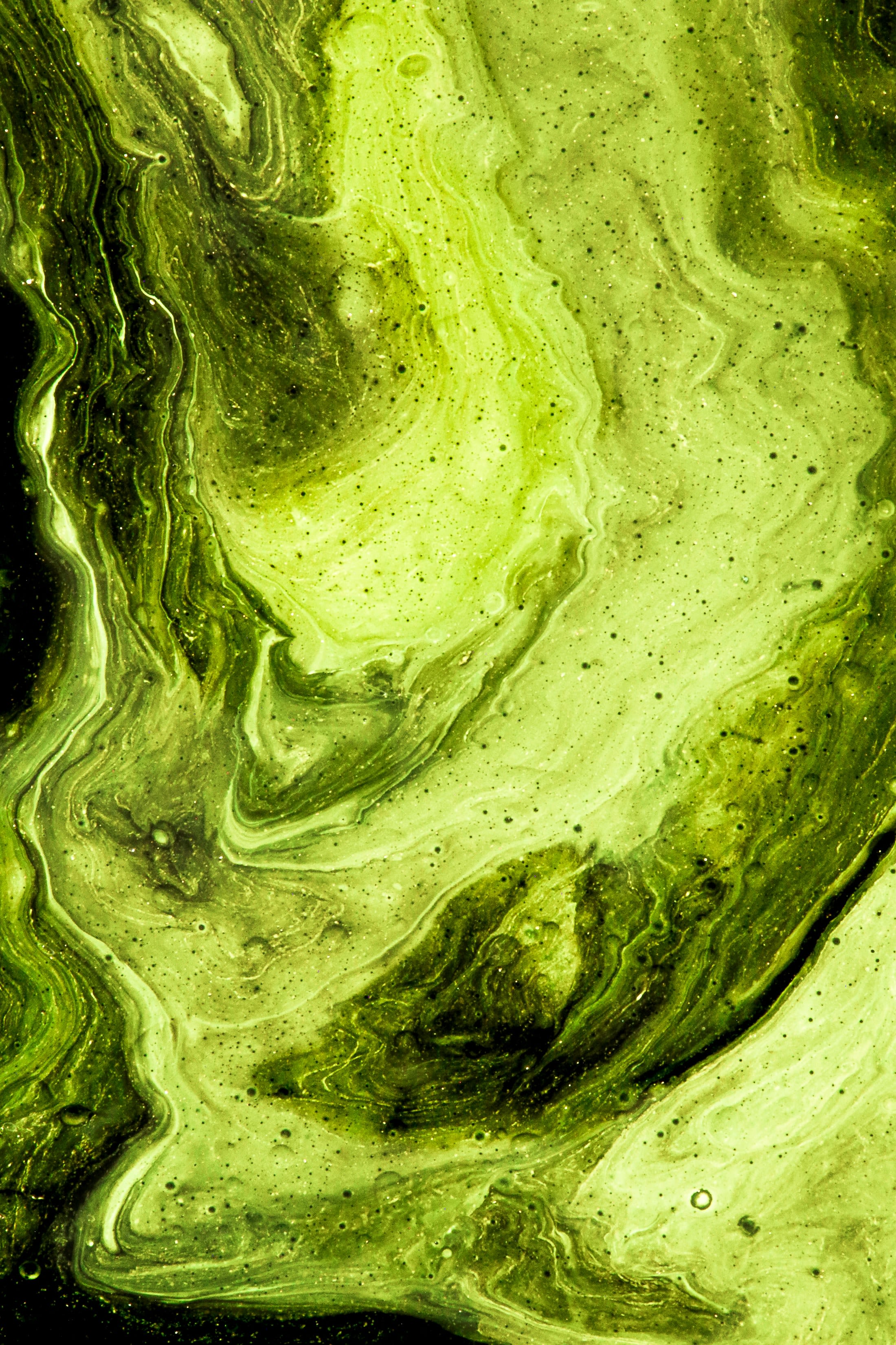 Close-up of swirling shades of green algae. It's a rectangular photo layered on top of a full-screen image of a swamp, with spindly trees sticking out of dark, plant-covered water