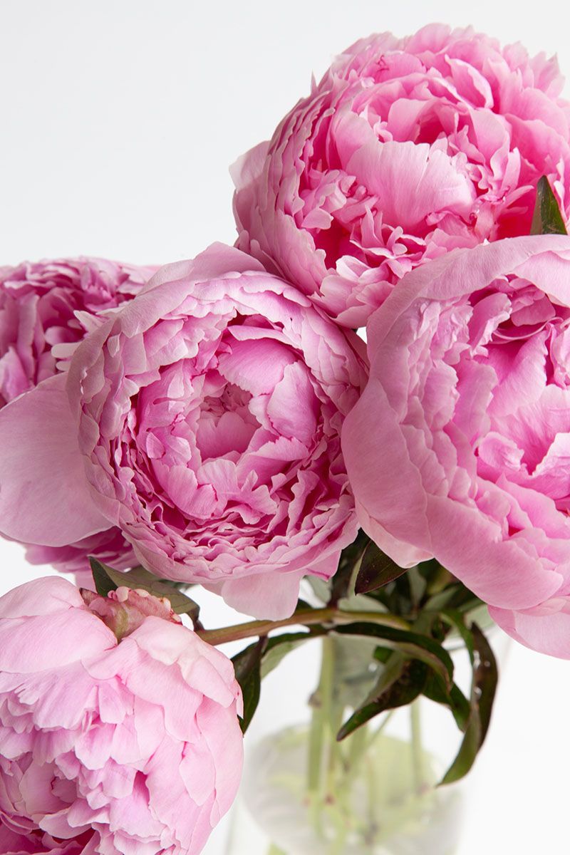 Five pink peonies in a glass vase.