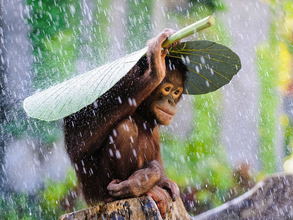 Said orang-utan, although a better description is provided later