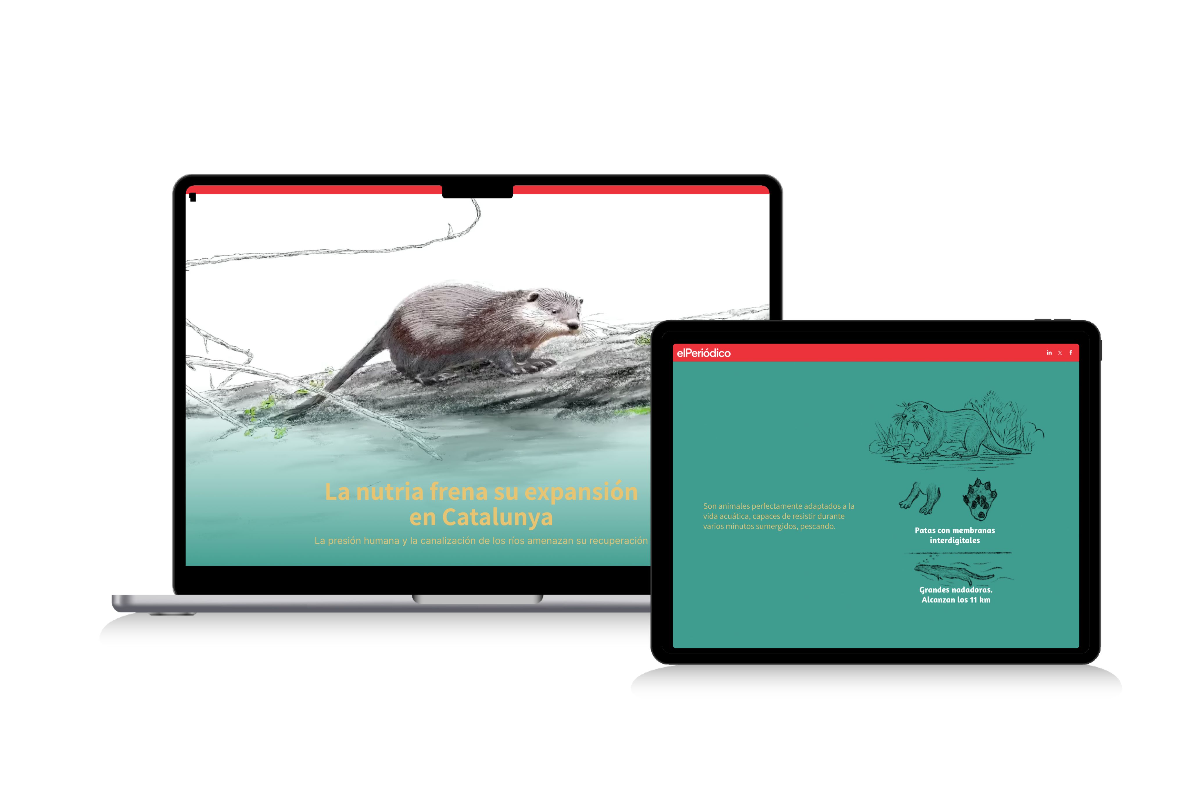 Two illustrated otter diagram screenshots from an article that includes interactive infographics about otter populations.