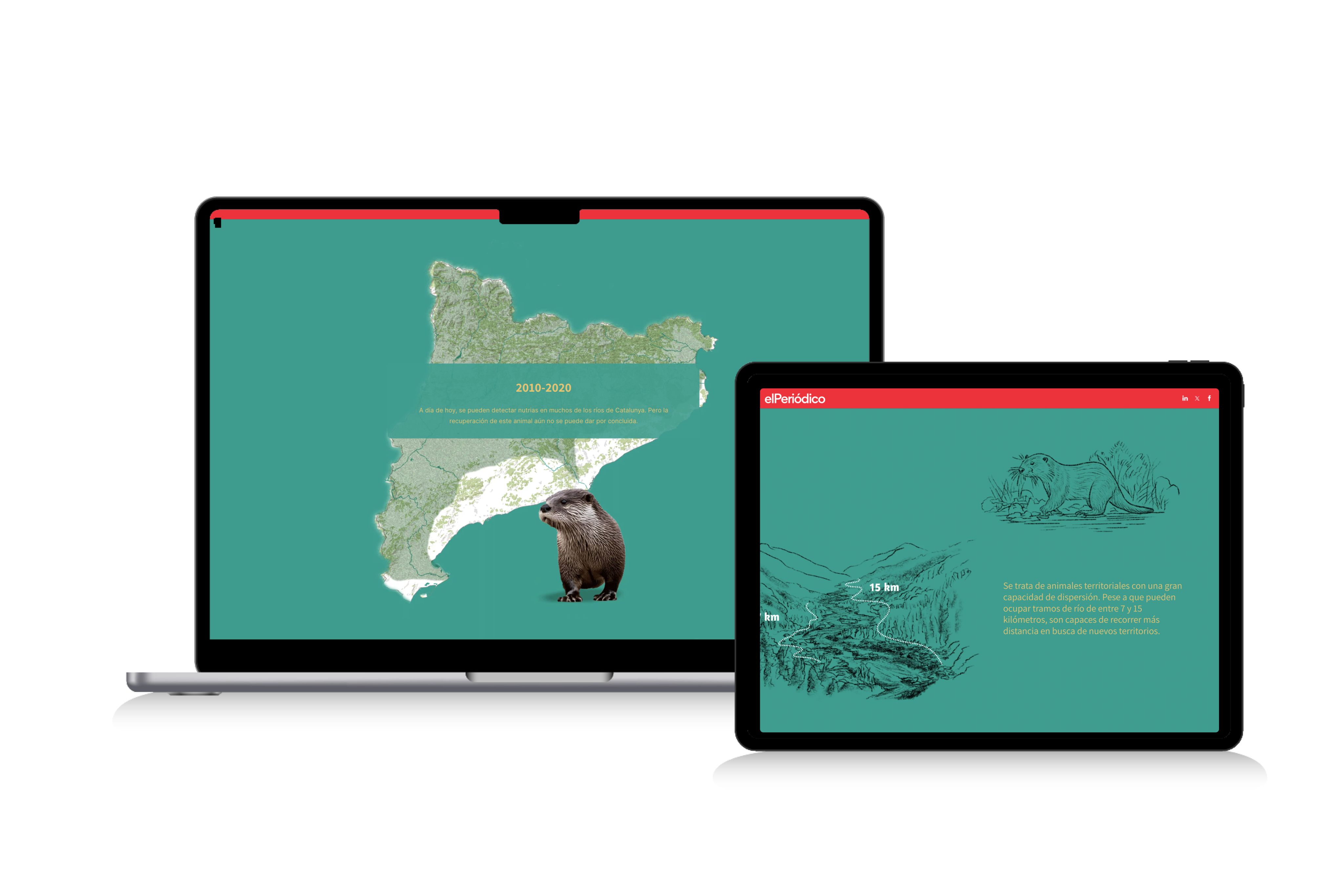 Two illustrated otter diagram screenshots from an article that includes interactive infographics about otter populations.