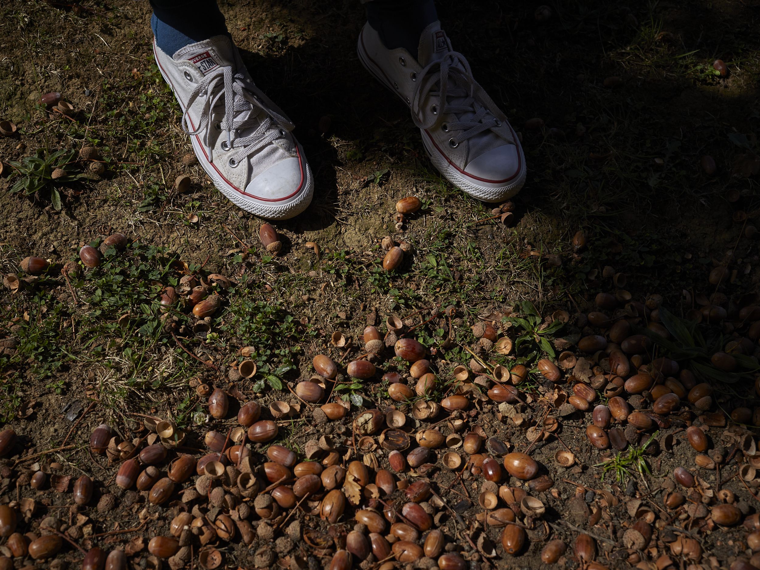 A pair of white sneakers stand next to a patch of fallen acorns.