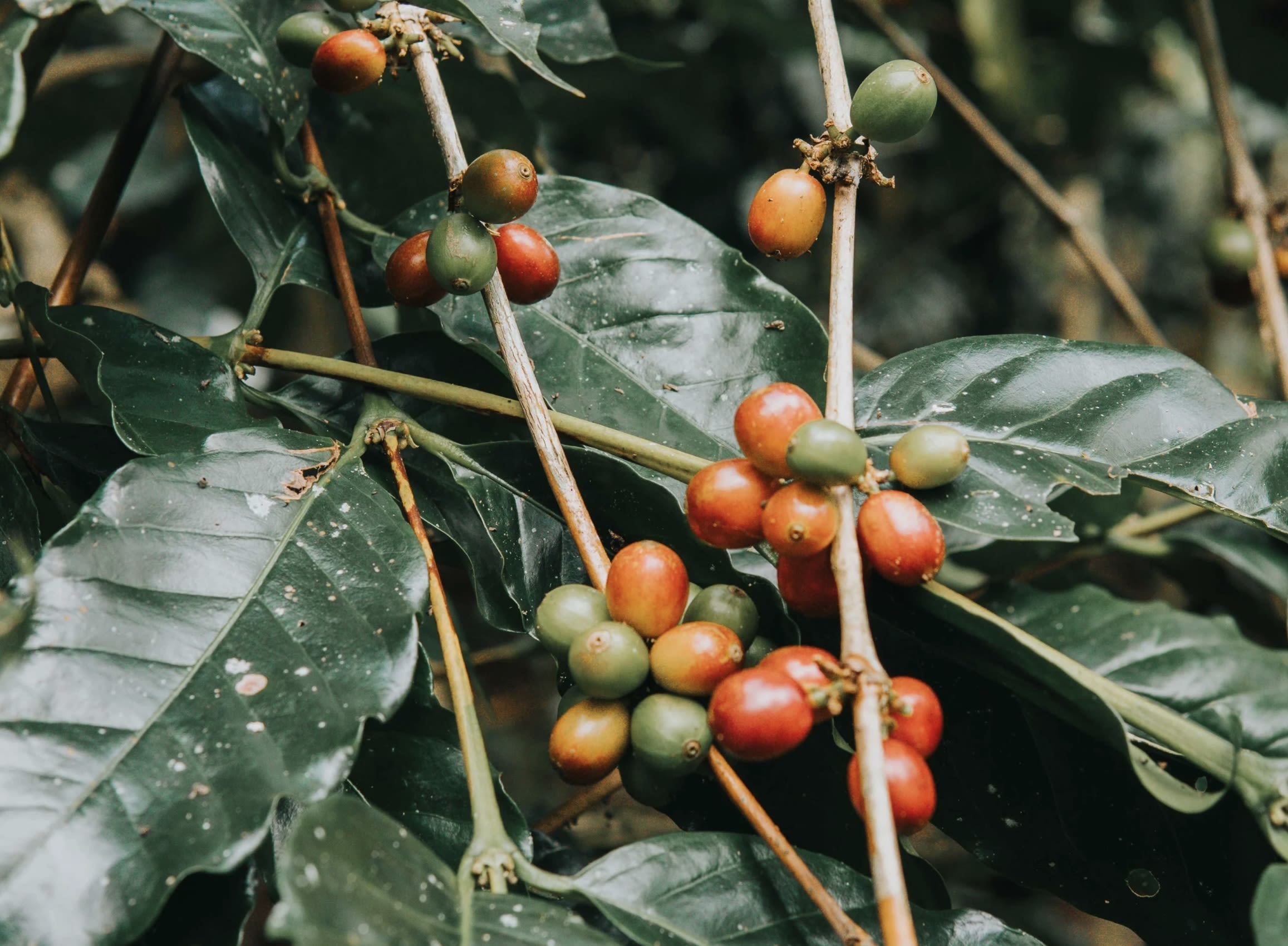 Brewing ethics brand story template