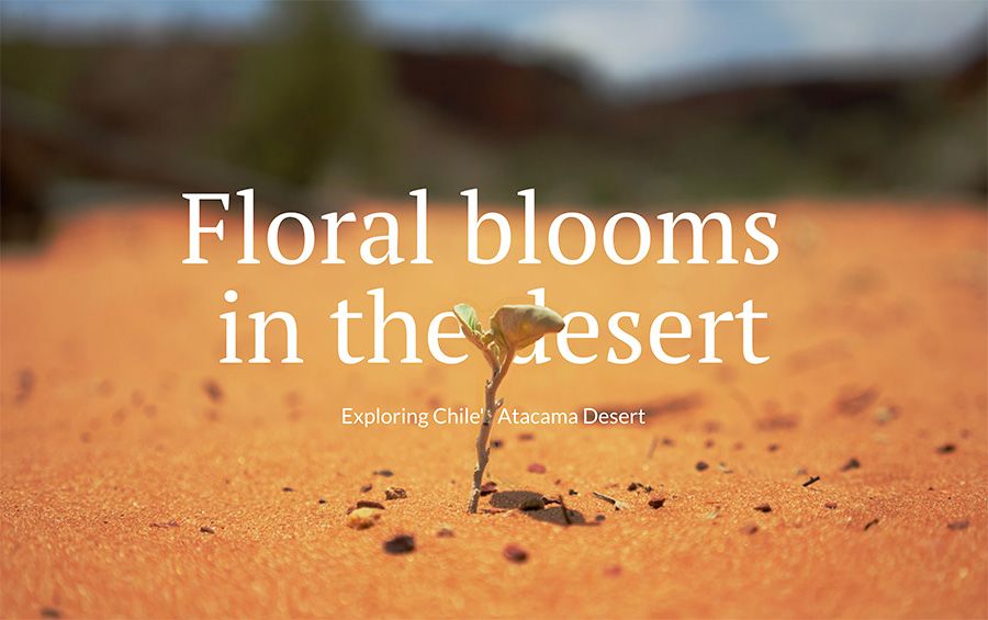 Floral blooms in the desert feature article