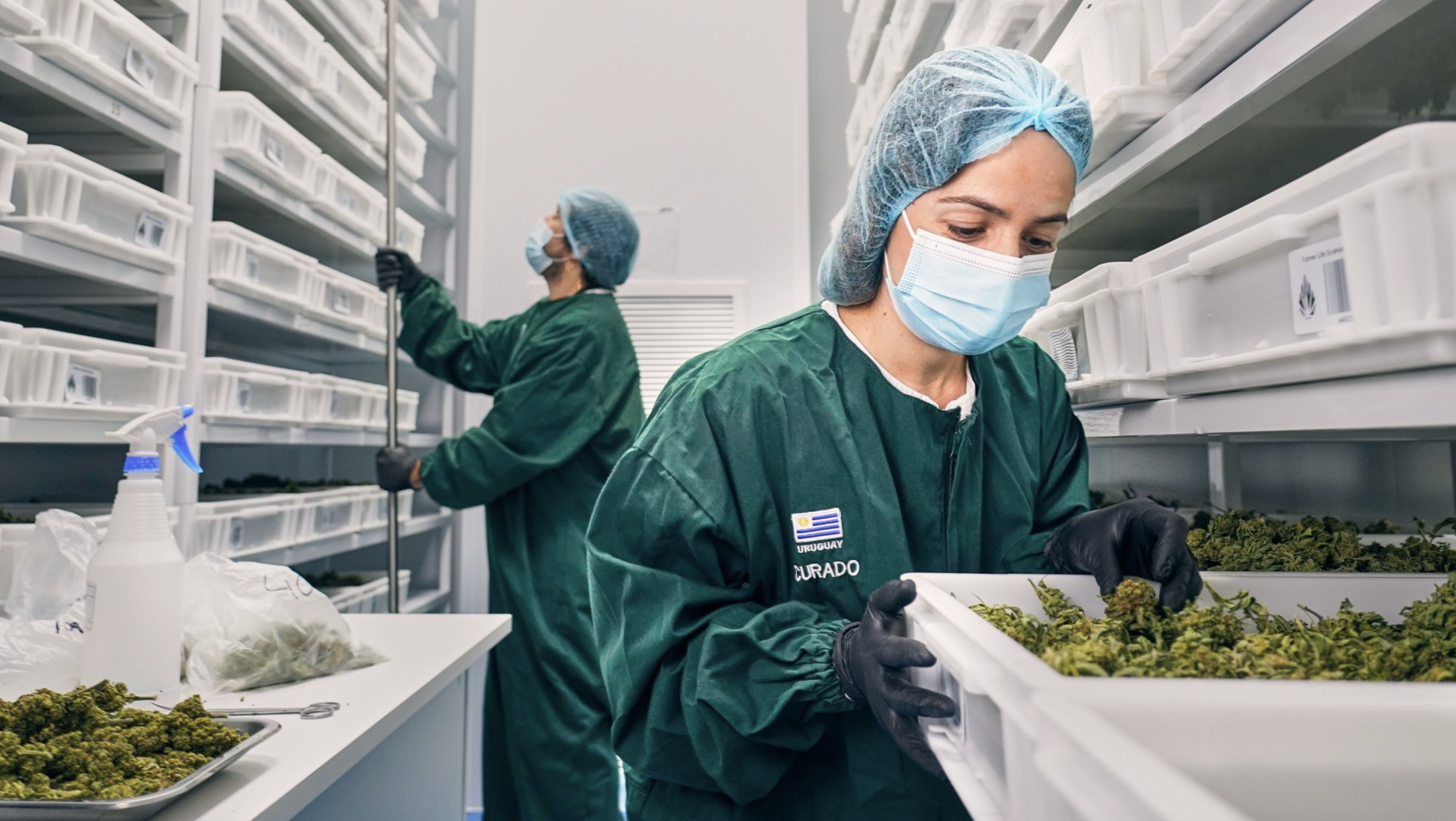 two scientists wearing green smocks and blue coverings over their hair and faces check on trays containing lush green plant matter. The trays are stacked in tall, open-faced metal shelves